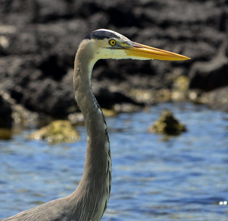 Great Blue Heron - Santa Cruz Island