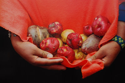 Papa, patata, potato,  pomme de terre (Quito - Ecuador)