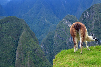Llama