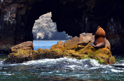 Sea Lion - Ballestas Islands