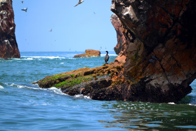 Cormorant - Ballestas Islands