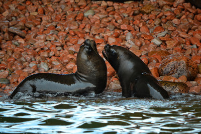 Sea Lions - Ballestas Islands