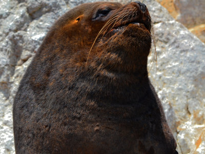 South American Sea Lion - Ballestas Islands