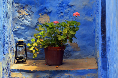 Geranium - Monastery of St. Catherine (Arequipa)