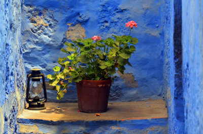 Geranium - Monastery of St. Catherine (Arequipa)