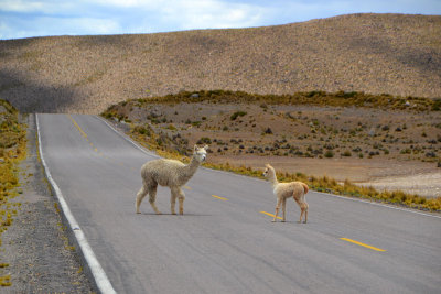 Alpacas - National Reserve of Salinas & Aguada Blanca