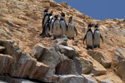 Humboldt Penguins - Ballestas Islands
