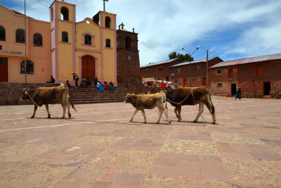 Cattle - Main Square, Challn