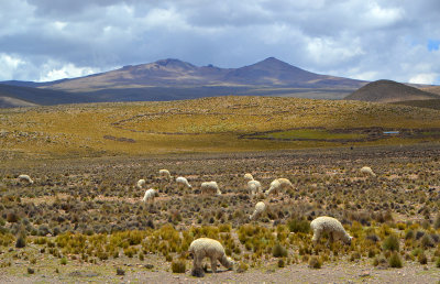 National Reserve of Salinas & Aguada Blanca