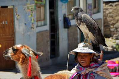 Eagle and Alpaca - Maca