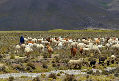 Herd - National Reserve of Salinas & Aguada Blanca