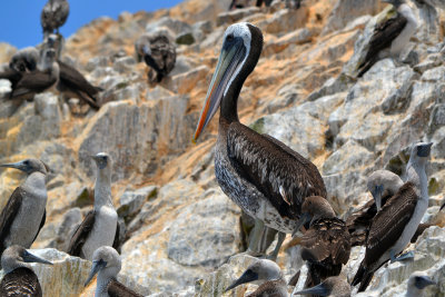 Peruvian Pelican and Peruvian Booby - Ballestas