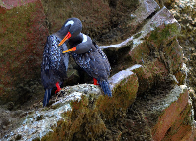 Red-legged Cormorant - Ballestas Islands