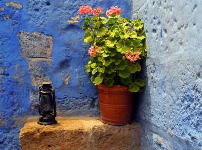 Geranium - Arequipa