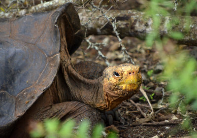 Galpagos Giant Tortoise