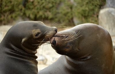 Kiss - Galpagos Sea Lions