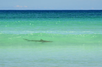 Shark - Beach of Tortuga Bay