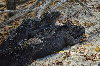 Marine Iguanas - Tortuga Bay