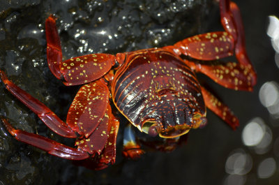 Sally Lightfoot, Red Rock Crab of Galpagos