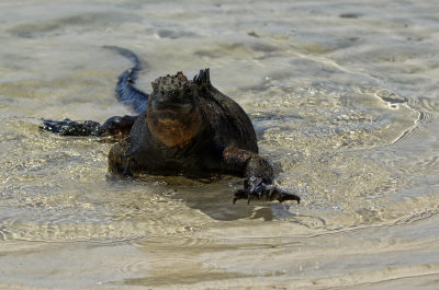 Once Eaten, to the Sun Bath - Marine Iguana