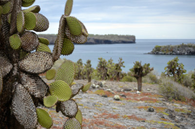 Cactus - South Plaza Island