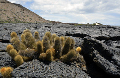 Galpagos Lava Cactus