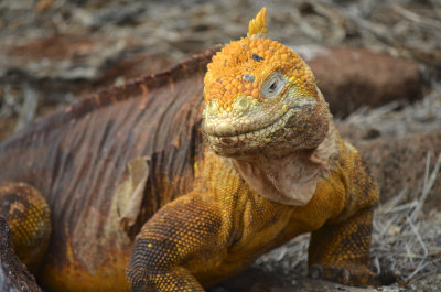 Land Iguana - North Seymour Island