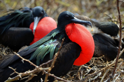 Magnificent Frigatebirds - North Seymour Island