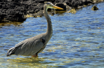 Great Blue Heron - Tortuga Bay, Santa Cruz