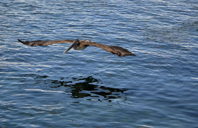 Gliding - Galpagos Brown Pelican 