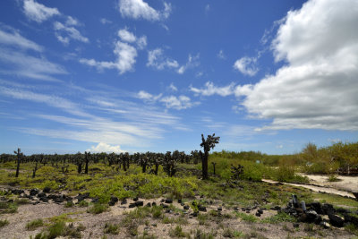 Cactus Forest - Tortuga Bay (Sta. Cruz)