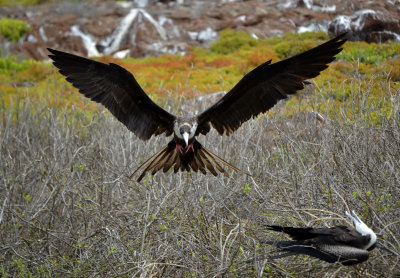 Landing - Magnificent Frigatebird (Adult Female)