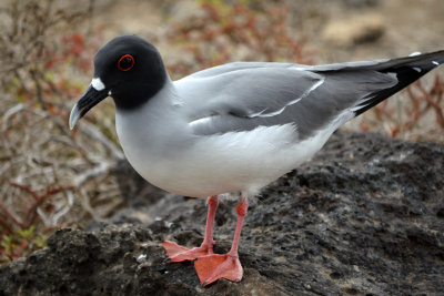 Swallow-Tailed Gull - South Plaza Island
