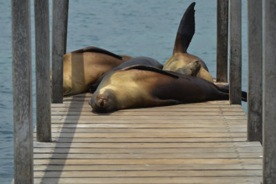 Resting - Galápagos Sea Lions (Sta. Cruz)