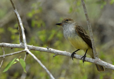 Galpagos Flycatcher - Sta. Cruz Island