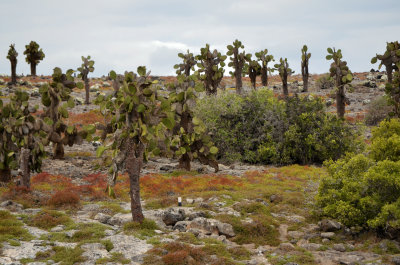 Cactus Forest - South Plaza Island