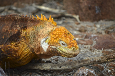 Land Iguana - North Seymour Island