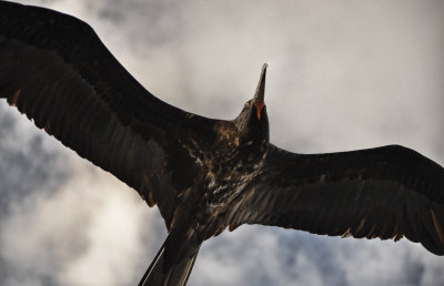 On Flying - Magnificent Frigatebird (Male)