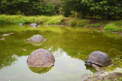 Galpagos Giant Tortoises - Sta. Cruz
