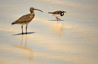 Whimbrel - Tortuga Bay