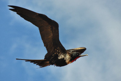 Magnificent Frigatebird Flying (Adult Male)
