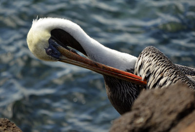 Galápagos Pelican