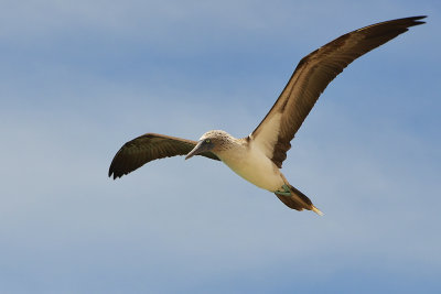 Galápagos Blue Footed Boobie - South Plaza