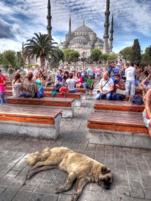 blue mosque