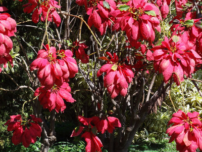 poinsettas maui