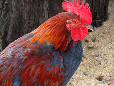 wild rooster, kauai