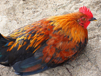 wild rooster, kauai