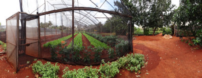 Organic farm near Havana