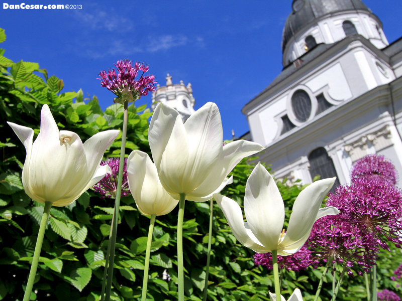 Tulips at the University Church