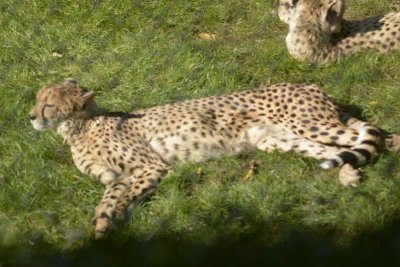 cheetah.jpg